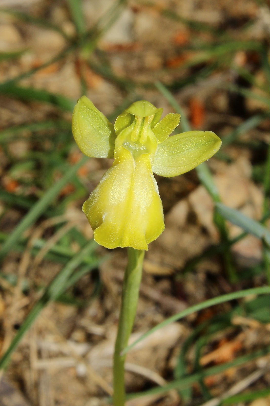 Ophrys delforgei apocromatica